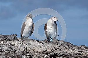 Blue footed boobies on a rock