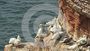 Blue footed boobies at a sandstone cliff