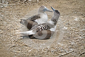 Blue footed boobies sitting on a nest