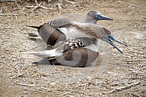 Blue footed boobies sitting on a nest