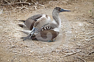 Blue footed boobies sitting on a nest
