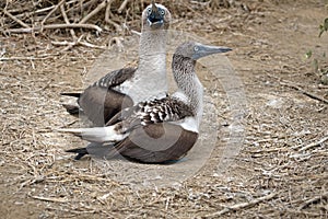 Blue footed boobies sitting on a nest