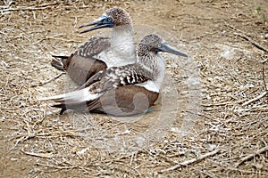 Blue footed boobies sitting on a nest