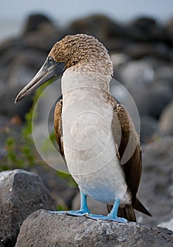 Blue-footed boobies sitting on the rocks. The Galapagos Islands. Birds. Ecuador.