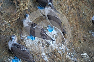 Blue-footed boobies, Sula nebouxii, natural, sitting against a rock, in their natural environment. Location: Galapagos Islands,