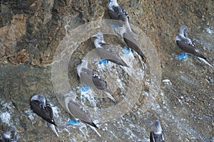 Blue-footed boobies, Sula nebouxii, natural, sitting against a rock, in their natural environment. Location: Galapagos Islands,