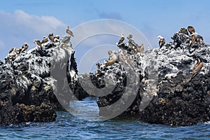 Blue-footed Boobies on volcanic rocks