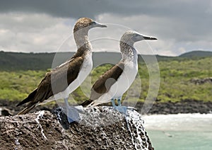 Blue-footed booby 1 photo