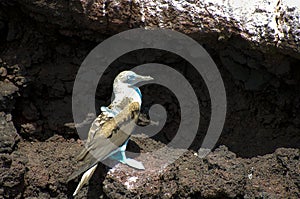 Blue Footed Booby