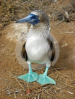 Blue-Footed Booby