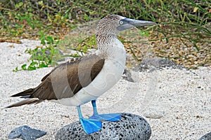 Blue Footed Booby photo