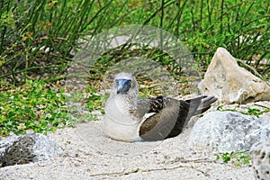 Blue Footed Booby