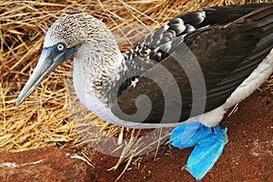 Blue Footed Booby photo