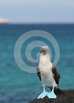 Blue footed booby