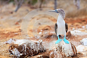 Blue footed booby