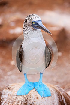 Blue footed booby photo