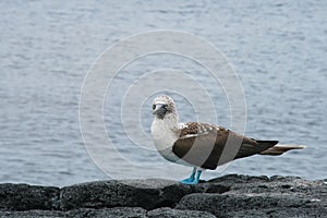 Blue-footed Booby