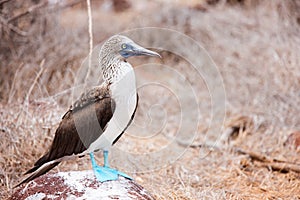 Blue footed booby