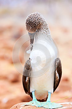 Blue footed booby