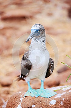 Blue footed booby