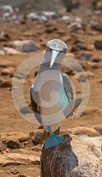 Blue-footed booby