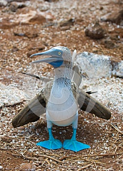 Blue-footed booby photo