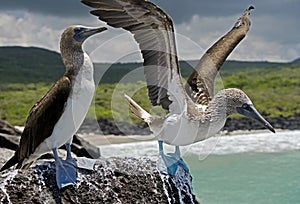 Blue-footed booby 6 photo