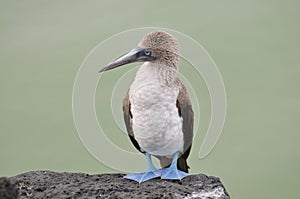 Blue Footed Booby