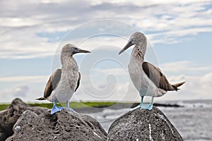 Blue-footed booby