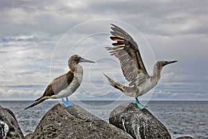 Blue-footed booby