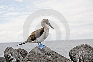 Blue-footed booby