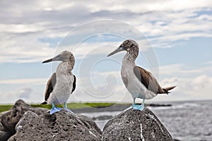 Blue-footed booby