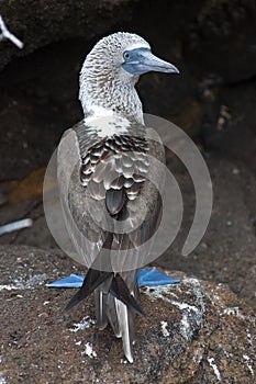 Blue-footed Booby