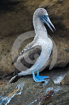 Blue-footed Booby photo