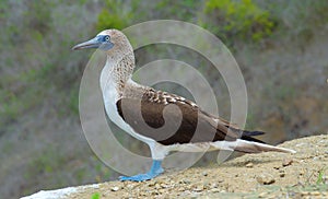 Blue Footed Booby