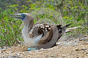 Blue Footed Booby