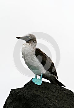 BLue Footed Booby