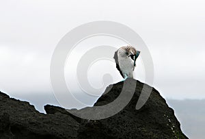 Blue Footed Booby