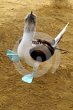 Blue-footed booby