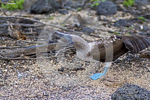 Blue-footed Booby  832185