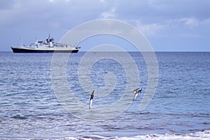 Blue-footed Booby  833040