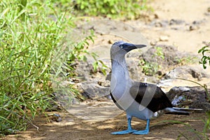 Blue-footed Booby  834267