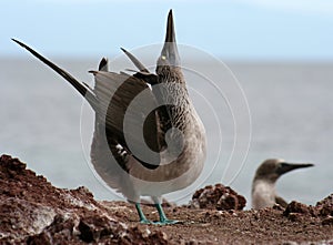 Blue-footed Booby