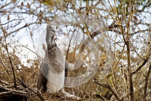 Blue Footed Booby Baby