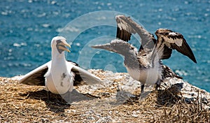 Blue footed booby baby learning to fly