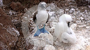 Blue footed booby baby preens next to parent on rock