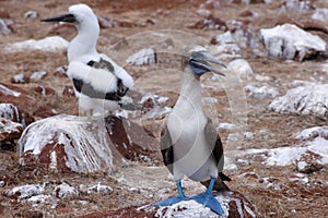 Blue-footed Booby bird.