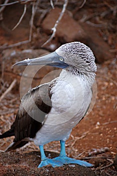 Blue footed Booby bird, Galapagos