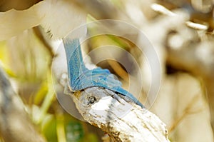 Blue-footed booby birds in island of Ecuador