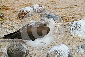 Blue Footed Booby with a chick